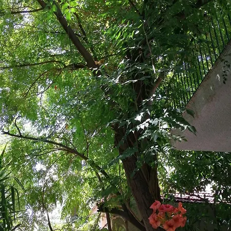 House Inside Garden
