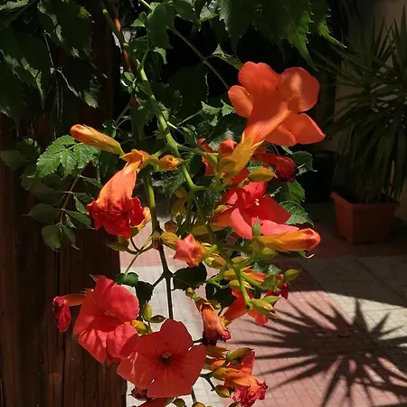 House Inside Garden Apartment